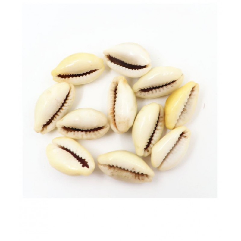 Arkam Yellow Kauri / Peeli Kodi / Yellow Kaudi / Pili Kauri / Premium Quality for Puja - Set of 11 Pcs