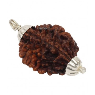 Astrodidi / 2 Mukhi Rudraksha / Two Mukhi Rudraksha Pendant With Lab Certificate