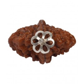 Astrodidi / 2 Mukhi Rudraksha / Two Mukhi Rudraksha Pendant With Lab Certificate