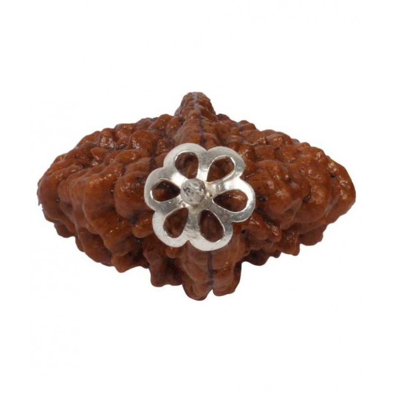 Astrodidi / 2 Mukhi Rudraksha / Two Mukhi Rudraksha Pendant With Lab Certificate