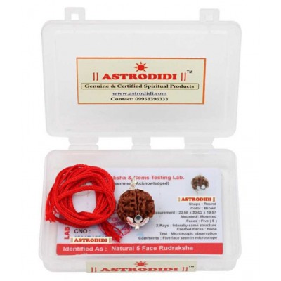 Astrodidi | 5 Mukhi Rudraksha / Five Face Rudraksha with Lab Certificate