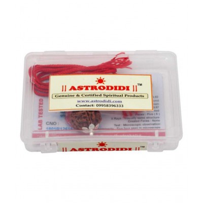 Astrodidi | 5 Mukhi Rudraksha / Five Face Rudraksha with Lab Certificate