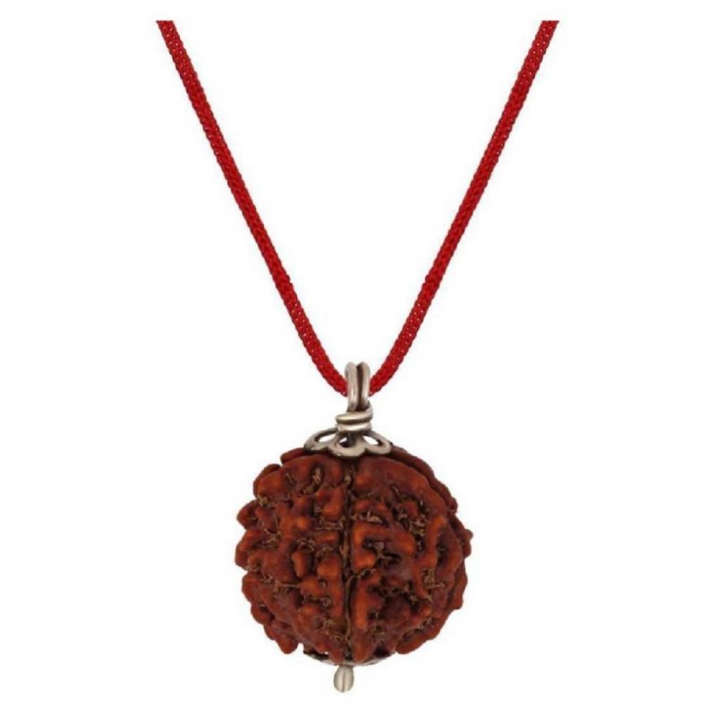Astrodidi | 5 Mukhi Rudraksha / Five Face Rudraksha with Lab Certificate