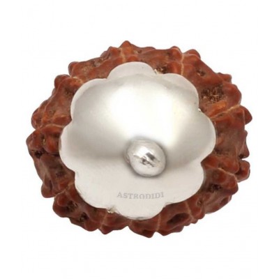 Astrodidi 10 Mukhi Rudraksha / Ten Face Rudraksha / 10 Face Rudraksha Pendant with Lab Certificate (Indonesian Java Rudraksha Size Approx 15 mm Small Size)