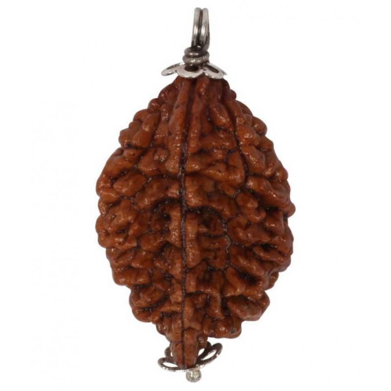 Astrodidi /2 Mukhi / Two Face Rudraksha Pendant Wth Lab Certificate