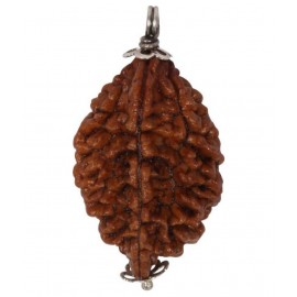 Astrodidi /2 Mukhi / Two Face Rudraksha Pendant Wth Lab Certificate