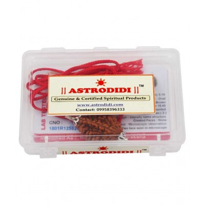 Astrodidi 2 Mukhi Rudraksha / 2 Face Rudraksha Pendant Wth Lab Certificate\n