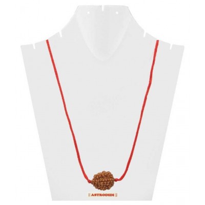 Astrodidi 2 Mukhi Rudraksha / Two Face Rudraksha With Lab Certificate\n