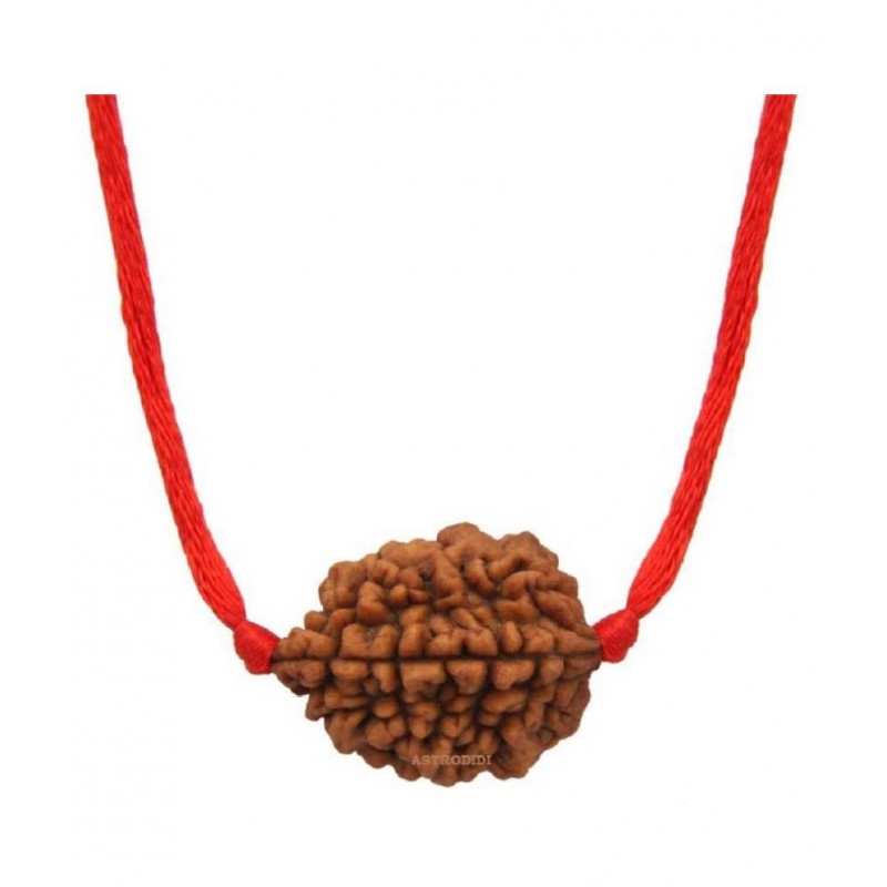 Astrodidi 2 Mukhi Rudraksha / Two Face Rudraksha With Lab Certificate\n