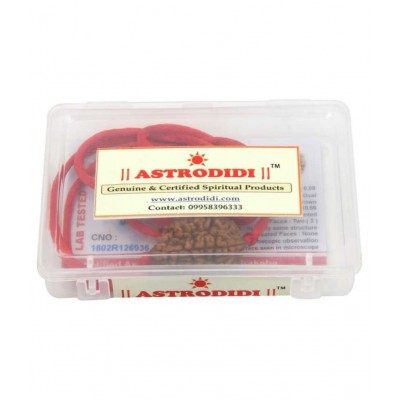 Astrodidi 2 Mukhi Rudraksha / Two Face Rudraksha With Lab Certificate\n