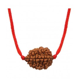 Astrodidi 2 Mukhi Rudraksha / Two Face Rudraksha With Lab Certificate\n