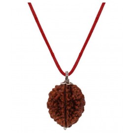 Astrodidi 2 Mukhi Rudraksha / Two Face Rudraksha with Lab Report