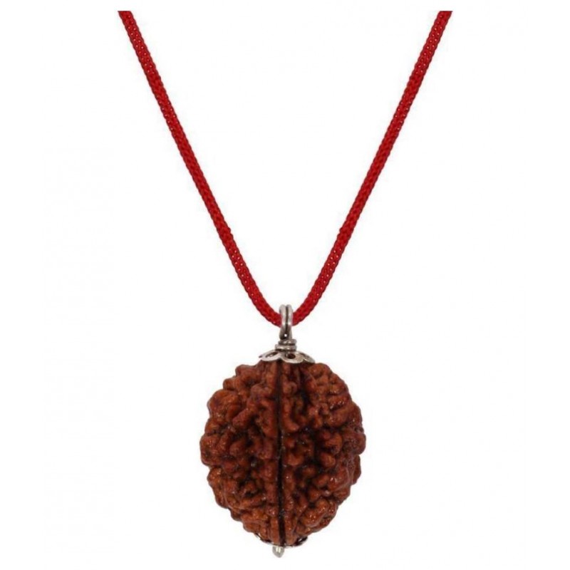 Astrodidi 2 Mukhi Rudraksha / Two Face Rudraksha with Lab Report