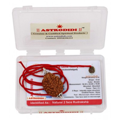 Astrodidi 2 Mukhi Two Face Rudraksha With Lab Report