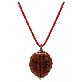 Astrodidi 2 Mukhi Two Face Rudraksha With Lab Report