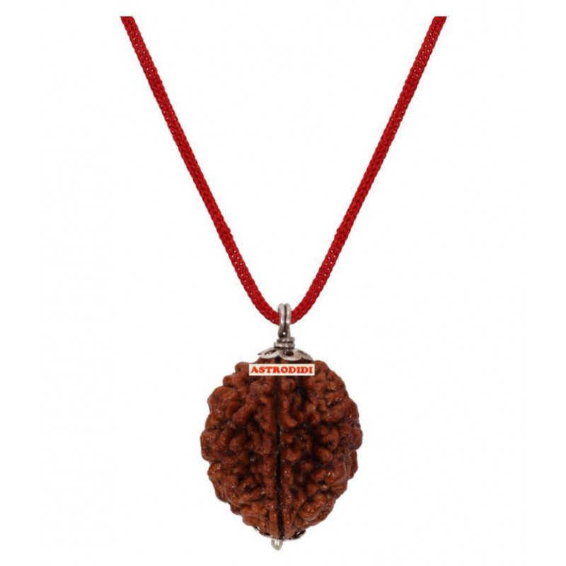 Astrodidi 2 Mukhi Two Face Rudraksha With Lab Report