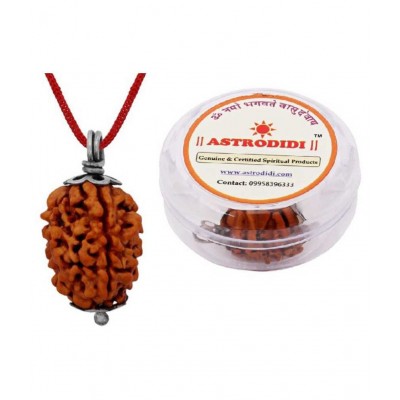Astrodidi 3 Mukhi / Three Face Lab Certified Rudraksha Pendant