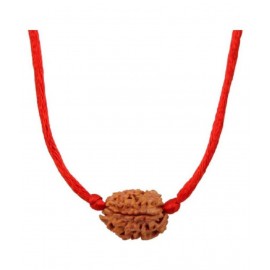 Astrodidi 3 Mukhi Rudraksha / Three Face Rudraksha With Lab Certificate