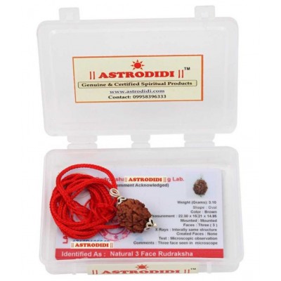 Astrodidi 3 Mukhi Rudraksha Pendant With Lab