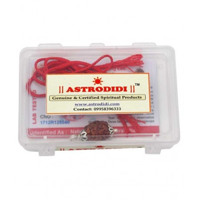 Astrodidi 3 Mukhi Three Face Rudraksha Original and Lab Certified Pendant ()