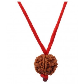 Astrodidi 4 Mukhi Rudraksha / Four Face Rudraksha With Lab Certificate