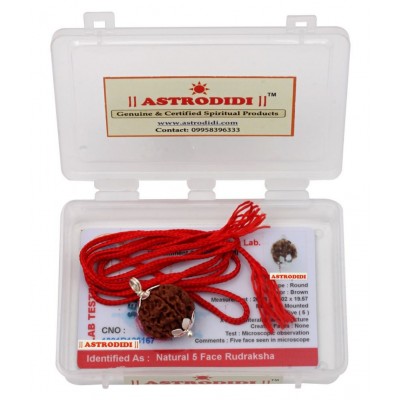Astrodidi 5 Mukhi Five Face Rudraksha With Lab Report