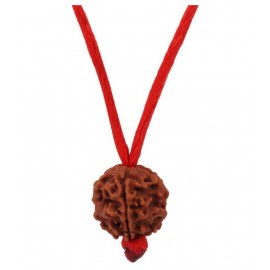 Astrodidi 5 Mukhi Rudraksha / Five Face Rudraksha With Lab Certificate