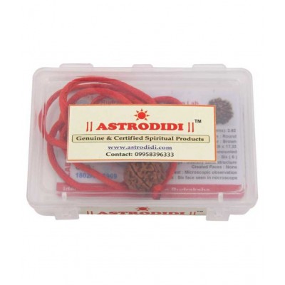 Astrodidi 6 Mukhi Rudraksha / Six Face Rudraksha Pendant with Lab Certificate