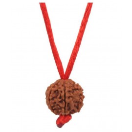 Astrodidi 6 Mukhi Rudraksha / Six Face Rudraksha Pendant with Lab Certificate