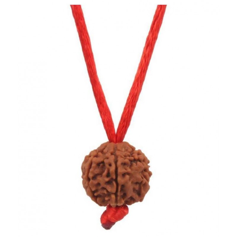 Astrodidi 6 Mukhi Rudraksha / Six Face Rudraksha Pendant with Lab Certificate