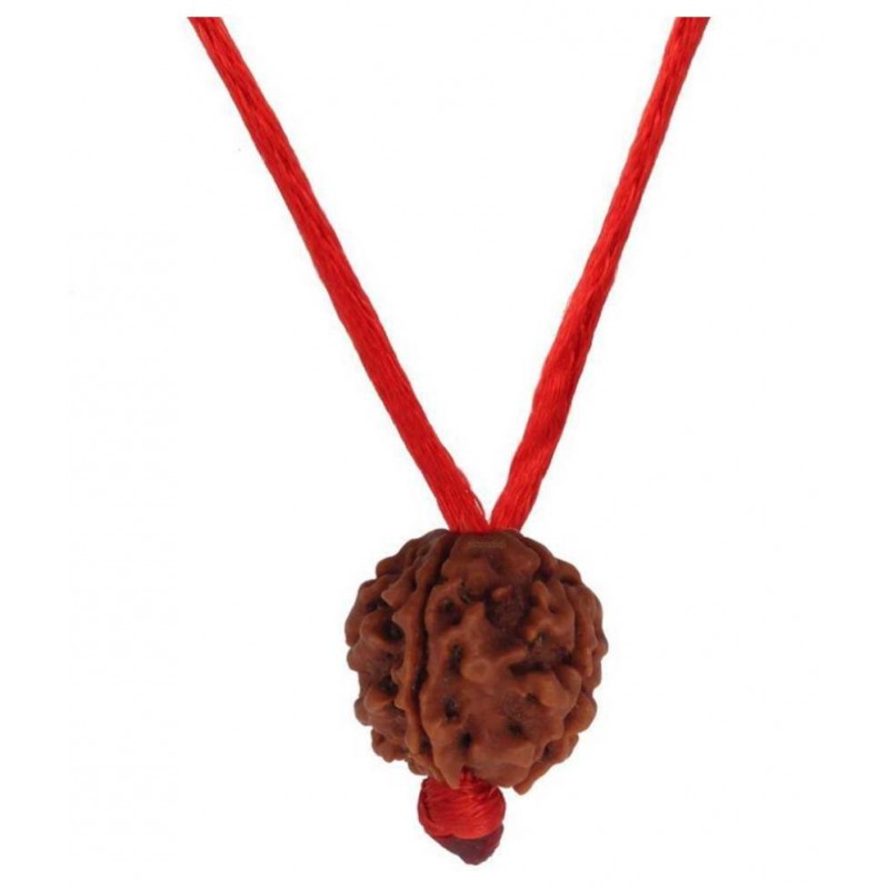 Astrodidi 7 Mukhi Rudraksha / Seven Face Rudraksha Nepali with Lab Certificate