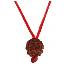 Astrodidi 7 Mukhi Rudraksha Nepali Seven Face With Lab Certificate