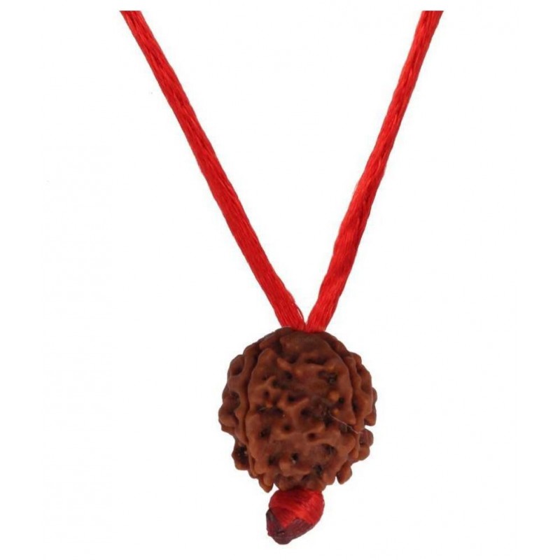 Astrodidi 7 Mukhi Rudraksha Nepali Seven Face With Lab Certificate Astrodidi 7 Mukhi Rudraksha Nepali Seven Face With Lab Certificate