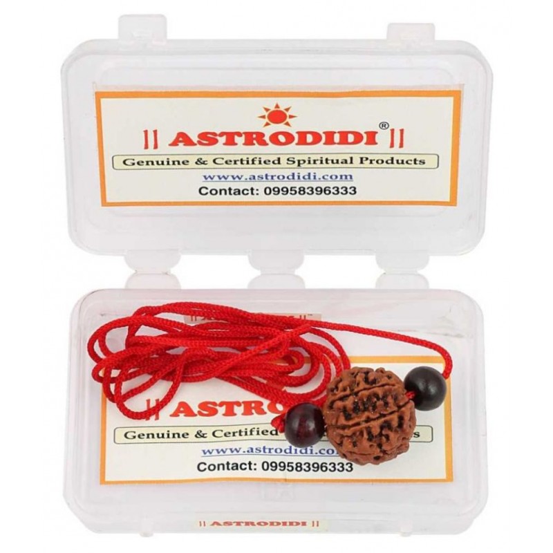 Astrodidi 7 Mukhi Rudraksha Seven Face Rudraksh