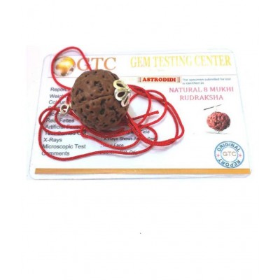 Astrodidi 8 Mukhi Eight Face Rudraksha Indonesian Very Big Size Pendant with Lab Certificate Original, Real & Natural