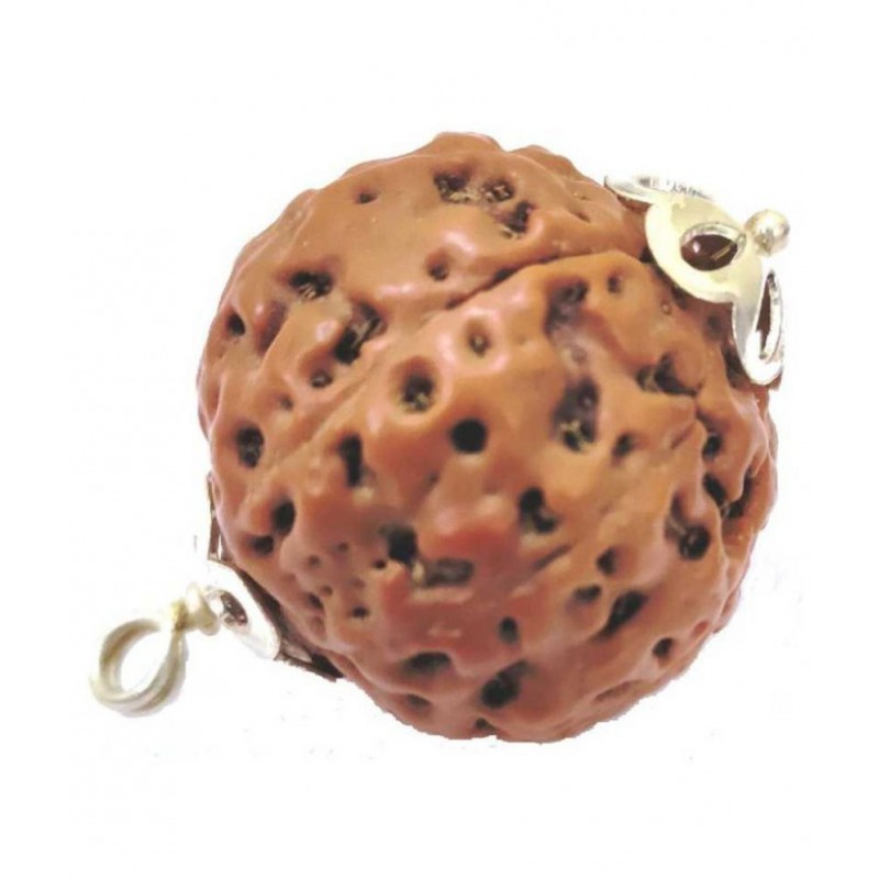 Astrodidi 8 Mukhi Eight Face Rudraksha Indonesian Very Big Size Pendant with Lab Certificate Original, Real & Natural