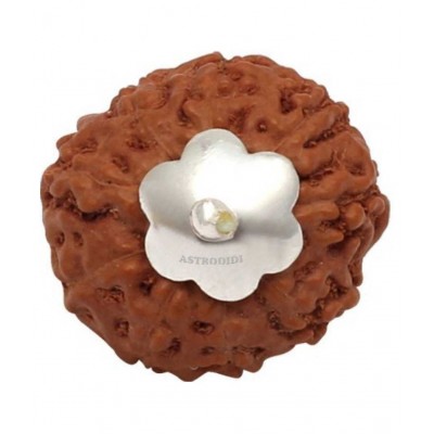 Astrodidi 9 Mukhi Rudraksha / Nine Face Rudraksha / 9 Face Rudraksha Pendant with Lab Certificate (Indonesian Java Rudraksha Size Approx 15 mm Small Size)