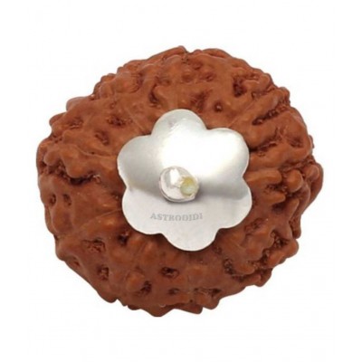 Astrodidi 9 Mukhi Rudraksha / Nine Face Rudraksha / 9 Face Rudraksha Silver Pendant with Lab Certificate (Indonesian Java Rudraksha Size Approx 15 mm Small Size)