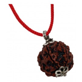 Astrodidi Five Face Rudraksha/ 5 Mukhi Rudraksha / 5 Face Rudraksha Silver Pendant With Lab Certificate Astrodidi Five Face Rudraksha/ 5 Mukhi Rudraksha / 5 Face Rudraksha Silver Pendant With Lab Certificate