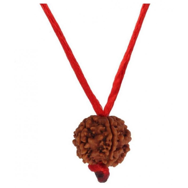 Astrodidi Nepali 6 Mukhi Rudraksha / Six Face Rudraksha With Lab Certificate Astrodidi Nepali 6 Mukhi Rudraksha / Six Face Rudraksha With Lab Certificate