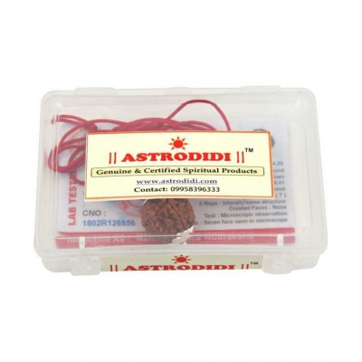 Astrodidi Nepali 7 Face Rudraksha | Seven Face Rudraksha With Lab Certificate