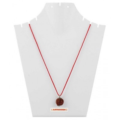 Astrodidi Nepali Ganesh Rudraksha / Ganesha Rudraksha Pendant with Lab Certificate