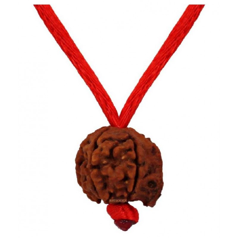 Astrodidi Nepali Ganesh Rudraksha / Ganesha Rudraksha with Lab Certificate
