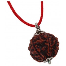 Astrodidi Seven Mukhi Rudraksha Locket With Lab Certificate Astrodidi Seven Mukhi Rudraksha Locket With Lab Certificate