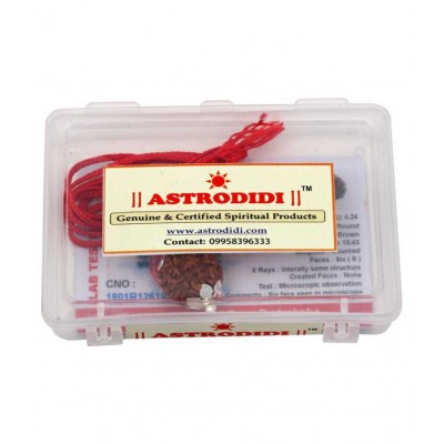 Astrodidi Six Face Rudraksha/ 6 Mukhi Rudraksha / 6 Face Rudraksha Silver Pendant With Lab Certificate