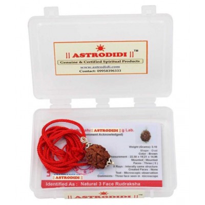 Astrodidi Three Face / 3 Mukhi Rudraksha (Lab Certified) Pendant