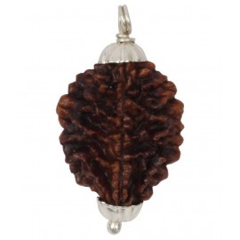Astrodidi Two Face Rudraksha / 2 Mukhi Rudraksha Pendant Wth Lab Certificate Astrodidi Two Face Rudraksha / 2 Mukhi Rudraksha Pendant Wth Lab Certificate