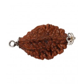 Astrodidi Two Mukhi Rudraksha / 2 Face Rudraksha Pendant Wth Lab Certificate Astrodidi Two Mukhi Rudraksha / 2 Face Rudraksha Pendant Wth Lab Certificate