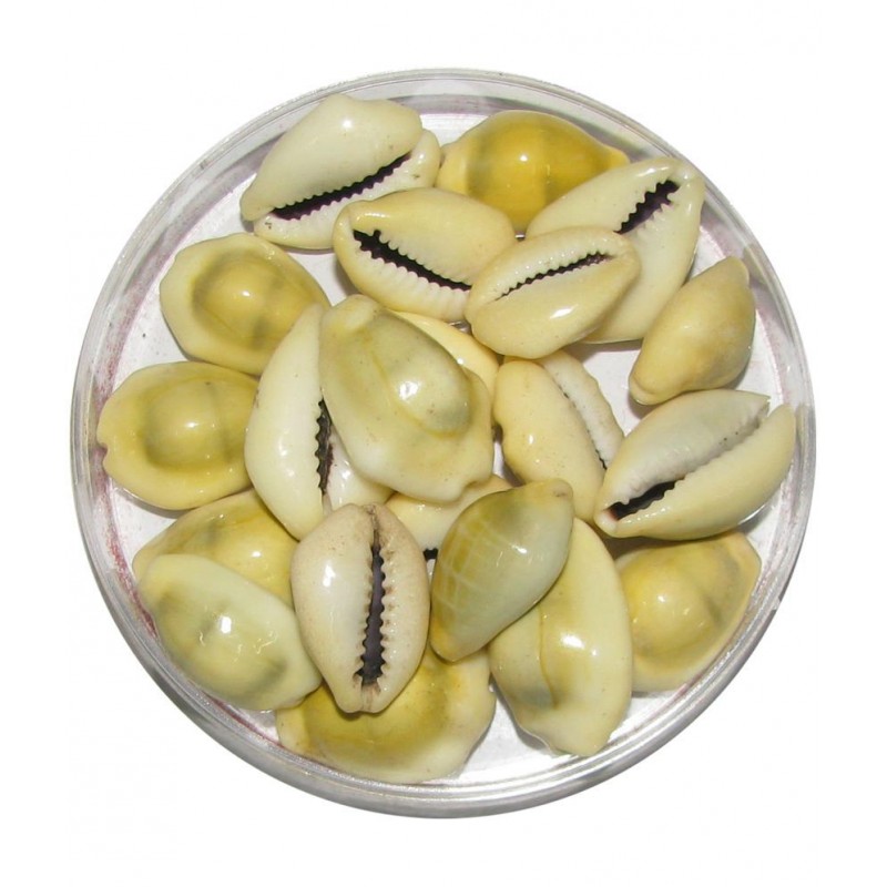 Bala Bakthi Pooja Shell Crystal