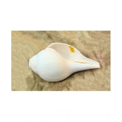 Blowing Shankh with Brass Stand Blowing Shankh Natural for Pooja Loud & Vamavarti (White) Pooja/Pujan Conch 5.5 inch with brass stand